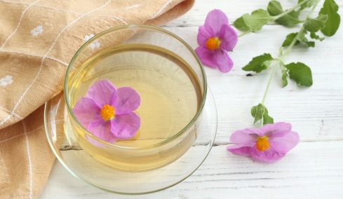 Λαδανιά: Τι είναι το άγριο φυτό της Ελλάδας που κρύβει ένα από τα πιο παλιά αρώματα στον κόσμο