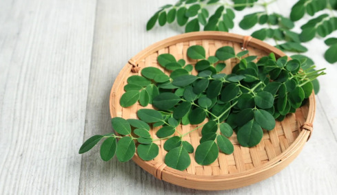 Το ταπεινό φυτό που «καθαρίζει» το νερό από μικροπλαστικά με φυσικό τρόπο
