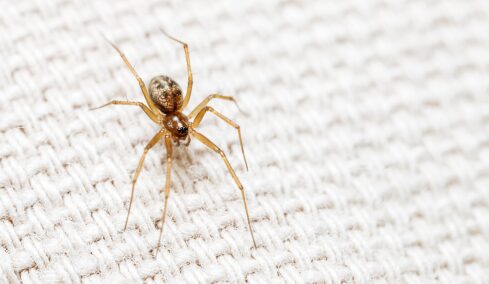 Καταπίνουμε αράχνες ή έντομα στον ύπνο μας; Κι αν ναι, τι μπορεί να συμβεί