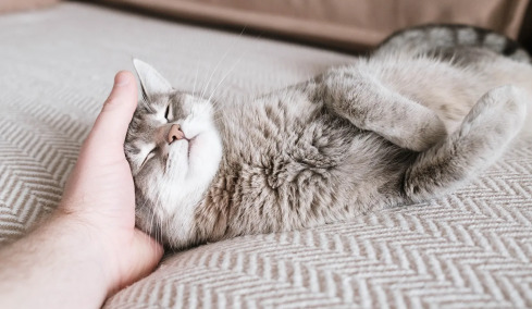 5 λόγοι που οι γάτες αγαπούν να κοιμούνται κοντά μας