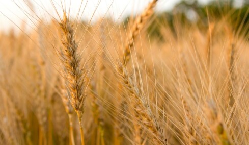 Ράλι στο σιτάρι μετά την καταστροφή καλλιεργειών στις ΗΠΑ από ξηρασία