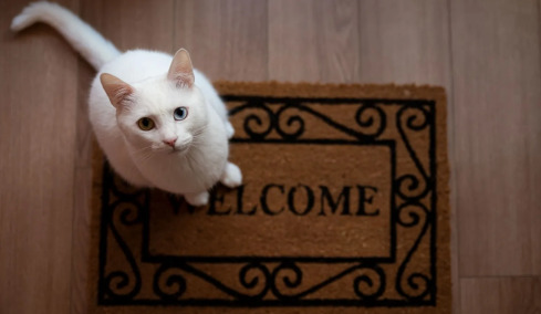 Πώς μας δείχνει η γάτα μας ότι της λείψαμε όσο ήμασταν εκτός σπιτιού