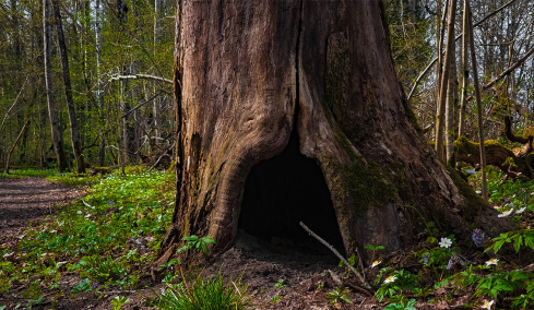 Βρήκε μεταλλικό σωλήνα κολλημένο σε δέντρο και αποδείχθηκε πως είναι ένα ιστορικό τεχνούργημα αξίας 75.000 ευρώ