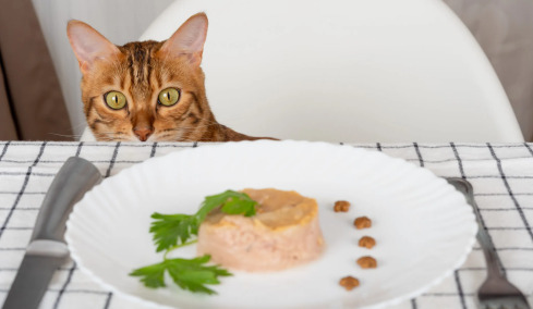 Δίνετε στη γάτα σας τόνο; Δείτε αν πρέπει ή όχι