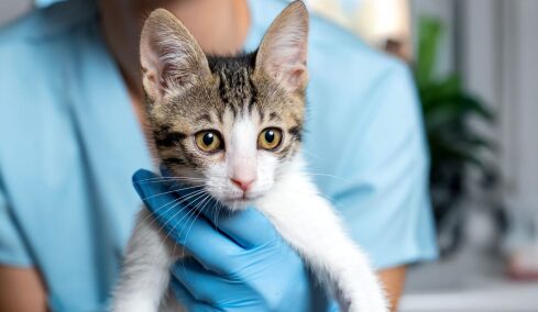 Πότε χρειάζεται δευτεροβάθμια κτηνιατρική φροντίδα