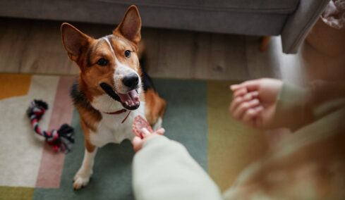 Τα φαγητά που μπορείτε να μοιράζεστε με τον σκύλο σας – Και αυτά που δεν πρέπει να του δώσετε ποτέ