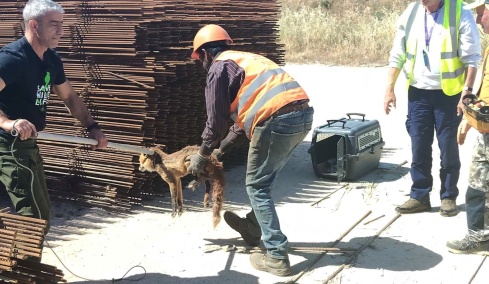 Νεαρή αλεπού διασώθηκε στο Ελληνικό μετά από μια δύσκολη επιχείρηση