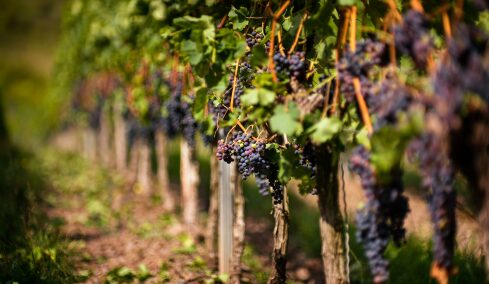 Το αττικό κρασί μπαίνει στα αθηναϊκά ξενοδοχεία και εστιατόρια