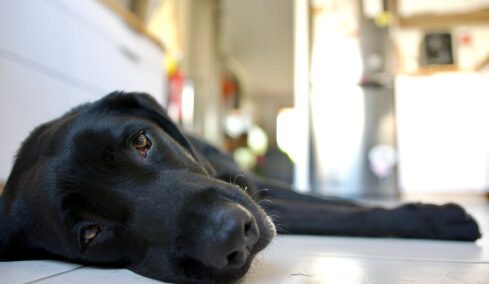 Τι μπορεί να προκαλέσει λιποθυμία στους σκύλους- Οι κινήσεις που πρέπει να κάνουμε