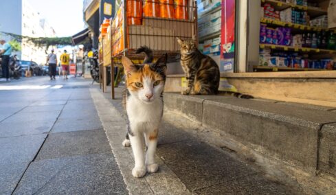 Τι σημαίνει όταν μια αδέσποτη γάτα σάς ακολουθεί στον δρόμο;