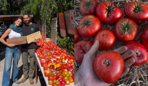 Αγρότης στην Ισπανία καλλιέργησε ντομάτες του 1916: Πώς κατάφερε να βρει τον σπόρο τους