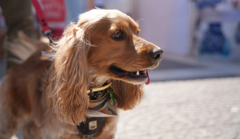 A Day with my Pet: Το Topetmou.gr σας περιμένει το Σάββατο στο Πάρκο Φλοίσβου με τους τετράποδους φίλους σας