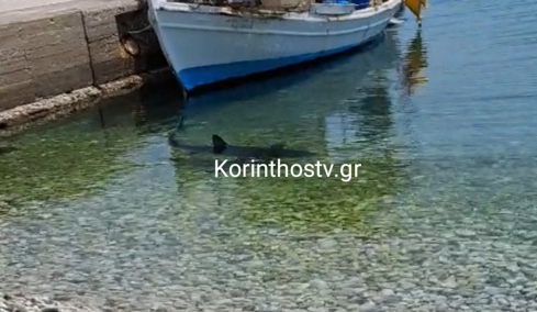 Καρχαρίας εμφανίστηκε στα Λουτρά Ωραίας Ελένης στην Κόρινθο, δείτε βίντεο
