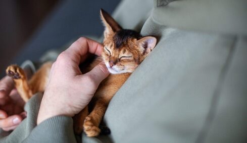 Οι συγκινητικοί λόγοι που μια γάτα επιλέγει να κοιμηθεί πάνω στο στήθος μας