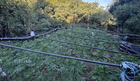 Η ΕΛΑΣ ξήλωσε τεράστια φυτεία κάνναβης με 1.383 δενδρύλλια στα Καμμένα Βούρλα, πάνω από 2 εκατ. ευρώ τα προσδοκόμενα κέρδη 