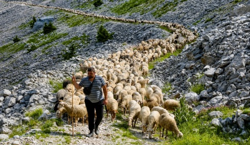 Νομαδική κτηνοτροφία στην Ήπειρο: Η οικογένεια που μετακινεί 1.000 πρόβατα κάθε καλοκαίρι