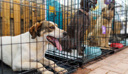 27η Ημέρα Υιοθεσίας Pet City: Ελάτε όλοι στον Γέρακα για να συναντήσετε το επόμενο ζωάκι σας