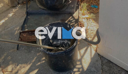 Φίδι δύο μέτρων εισέβαλε σε αποθήκη κατοικίας στην Εύβοια 