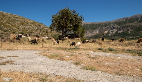 Πέθανε κτηνοτρόφος στη Λέσβο μετά τη θανάτωση του κοπαδιού του λόγω αφθώδους πυρετού
