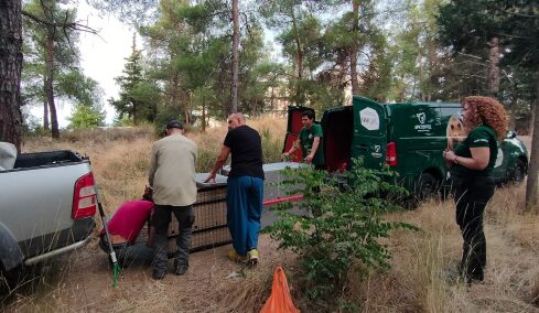 Επιτυχημένη απομάκρυνση λύκου στη Θεσσαλονίκη - Οι οδηγίες για το τι πρέπει να κάνουμε αν συναντήσουμε έναν
