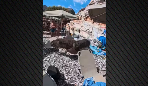 Εξαντλημένος γύπας προσγειώθηκε σε ξαπλώστρα σε πολυσύχναστη παραλία στα Σφακιά, δείτε βίντεο  