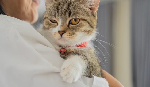 Φέρεται η γάτα σας περίεργα αφότου γυρίσατε από τις διακοπές; Δείτε τους λόγους