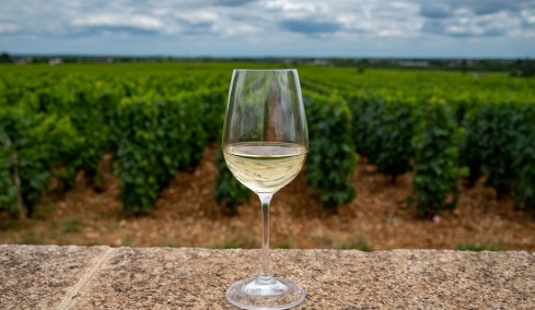 Messinia Terroirs: Το «άγνωστο» Φιλέρι και η οινική ταυτότητα της Μεσσηνίας