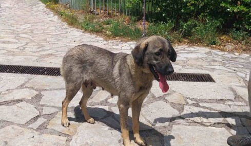 Η γλυκιά Φένια βρέθηκε παρατημένη σε βουνό- Διασώθηκε και ψάχνει ένα μόνιμο σπίτι