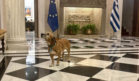 Οι δημοσιογράφοι που συνόδευσαν τον Ρούμπιο στο Μαξίμου ξετρελάθηκαν με τον Πίνατ: «Ο Πρώτος Σκύλος της Ελλάδας!»