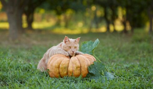 Το απόλυτο κουίζ για cat lovers- Δείτε αν ξέρετε τις γάτες τόσο καλά όσο νομίζετε