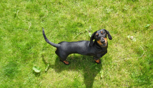 4 συμπεριφορές του σκύλου που δεν είναι πάντα αυτό που νομίζουμε