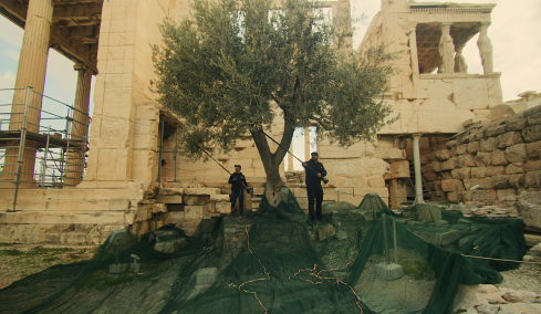 Λιομάζωμα από τους ελαιώνες της Μεσσηνίας μέχρι την Ακρόπολη