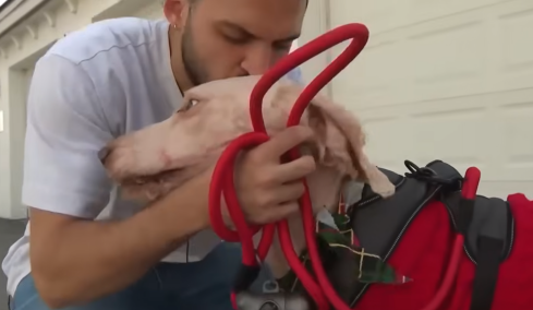 Πώς ένα θλιβερό βίντεο εγκατάλειψης σκύλου οδήγησε στο πιο γλυκό happy end