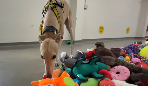 Συγκινητικό βίντεο: Η Secret Santa έκπληξη σε αδέσποτους σκύλους σε καταφύγιο