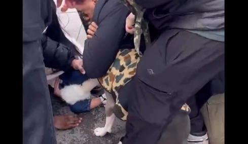 Τρόμος για παιδί 1 έτους στη Νέα Υόρκη: Του επιτέθηκε πίτμπουλ και δεν το άφηνε από τα σαγόνια του, δείτε βίντεο