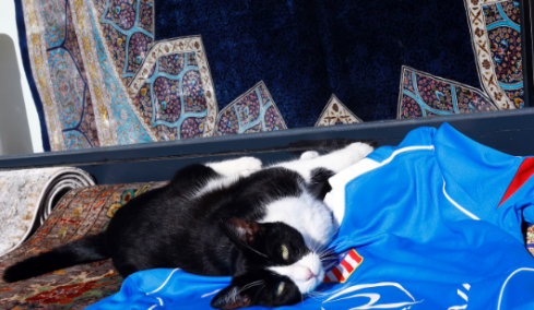 Με guest τις γάτες της Κωνσταντινούπολης διαφήμισε το ματς με την Γαλατά η Ατλέτικο Μαδρίτης, βίντεο