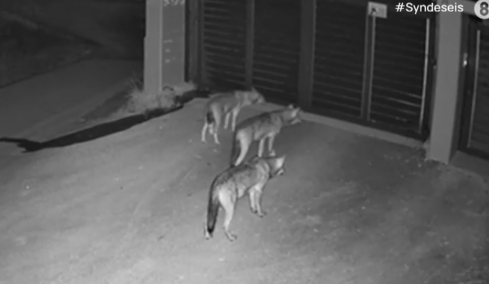 Λύκοι έφτασαν μέχρι την πόρτα σπιτιού στο Πανόραμα, δείτε βίντεο