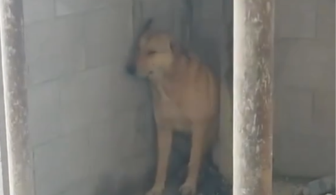 Η συγκλονιστική αντίδραση ενός σκύλου όταν ακούει τις σειρήνες του πολέμου. Δείτε το βίντεο