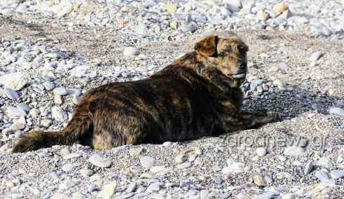 Η Μπέλλα των Χανίων: Ο σκύλος που έχασε την οικογένειά του και επιστρέφει καθημερινά στην αγαπημένη τους παραλία, βίντεο και φωτογραφίες