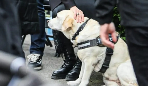 Συγκλονιστική στιγμή στην κηδεία του Ντούσκο Βουγιόσεβιτς: Το λαμπραντόρ της οικογένειας στο τελευταίο αντίο στον Σέρβο προπονητή, βίντεο 