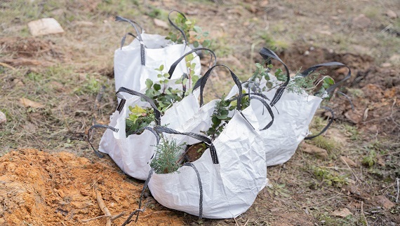 Νέα, μεγάλης κλίμακας αναδάσωση δίνει πνοή στην Πεντέλη