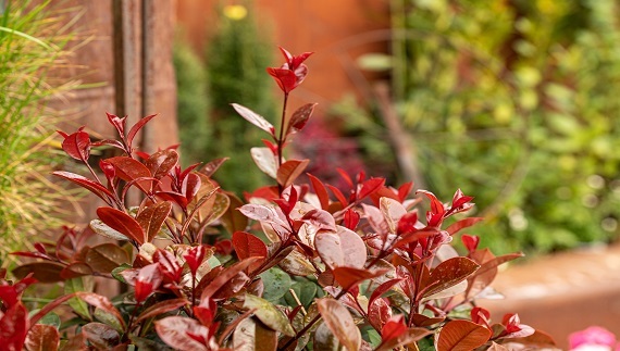 Μια υπέροχη, «πράσινη» ιστορία καινοτομίας και εξέλιξης