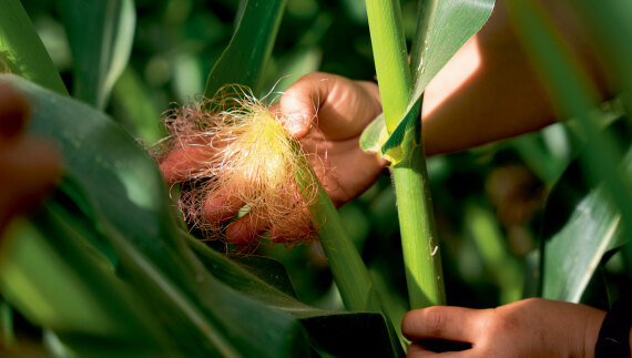 Θεσσαλία, ο εθνικός μας κάμπος που προσφέρει τροφή σε όλη τη χώρα