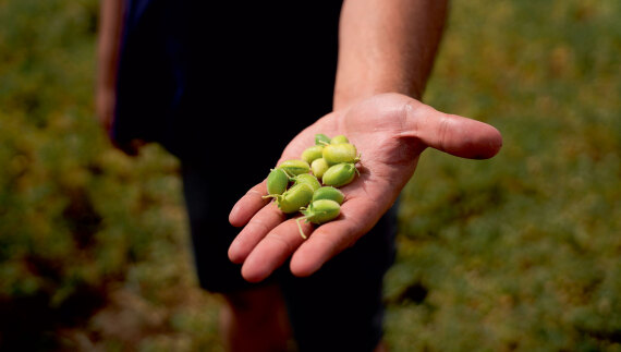 Θεσσαλία, ο εθνικός μας κάμπος που προσφέρει τροφή σε όλη τη χώρα
