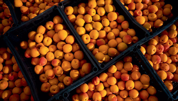 Θεσσαλία, ο εθνικός μας κάμπος που προσφέρει τροφή σε όλη τη χώρα