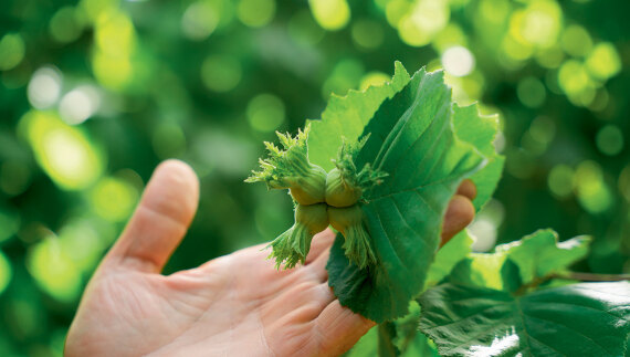 Θεσσαλία, ο εθνικός μας κάμπος που προσφέρει τροφή σε όλη τη χώρα