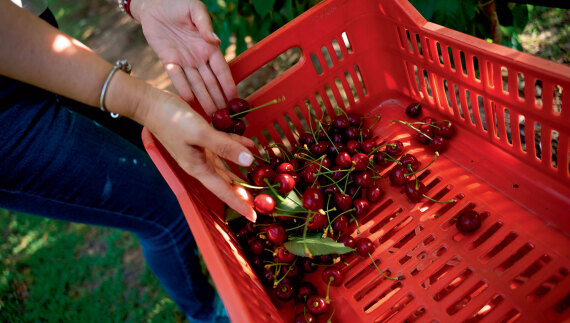 Θεσσαλία, ο εθνικός μας κάμπος που προσφέρει τροφή σε όλη τη χώρα