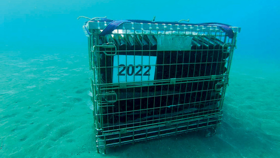 Γιάννης Παρασκευόπουλος: Ενα κελάρι στον βυθό