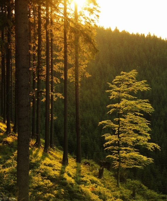 Αγνό νερό από την πηγή κατ’ ευθείαν στο ποτήρι μας
