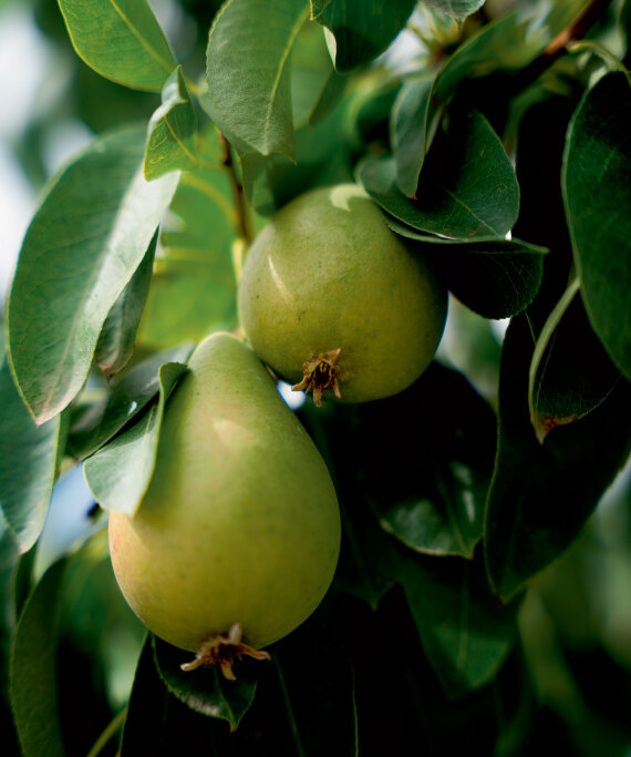 Θεσσαλία, ο εθνικός μας κάμπος που προσφέρει τροφή σε όλη τη χώρα